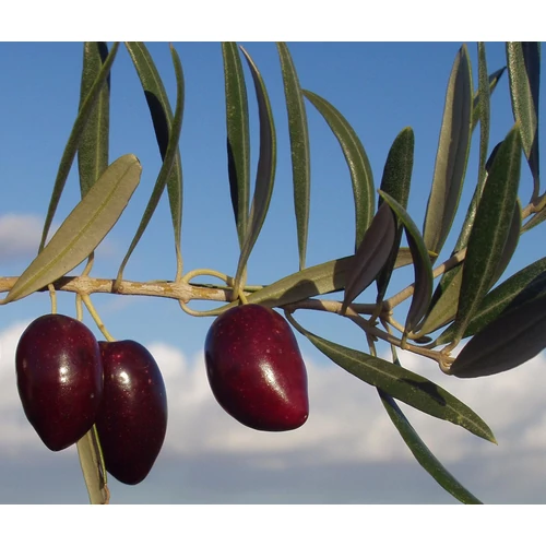 Olea europaea 'Cornicabra'