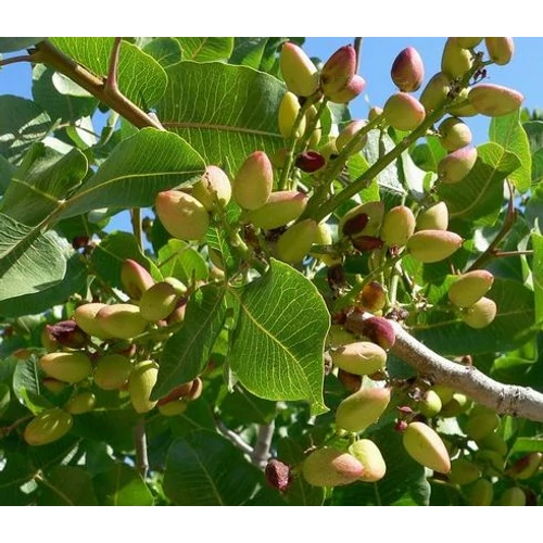 Pistacia vera 'Kerman'