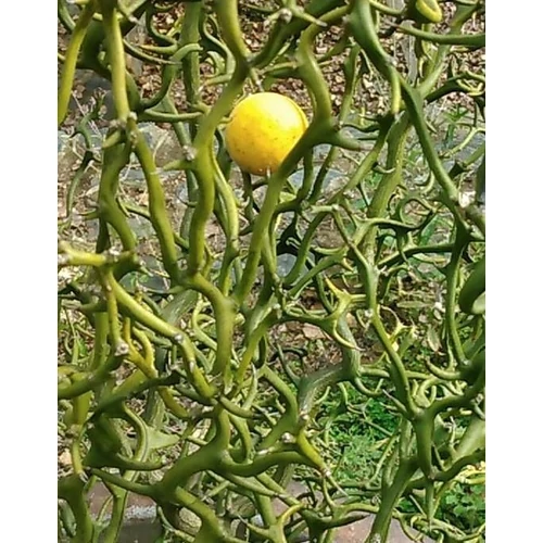 Poncirus trifoliata 'Flying Dragon' 