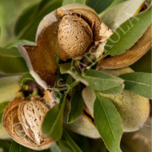 Prunus amygdalus 'Budatétényi 1'