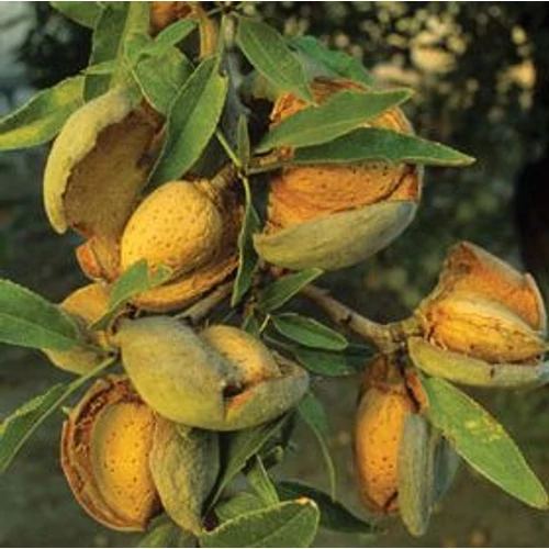 Prunus amygdalus 'Ferragnes'