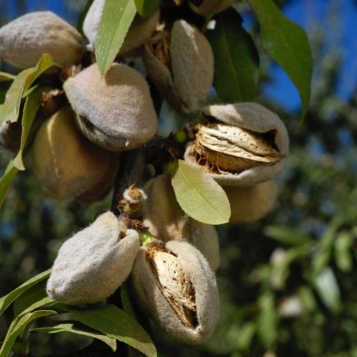 Prunus amygdalus 'Tétényi rekord'