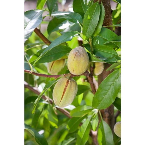 Prunus amygdalus 'Tuono'