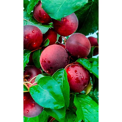 Prunus armeniaca 'Aprikyra'