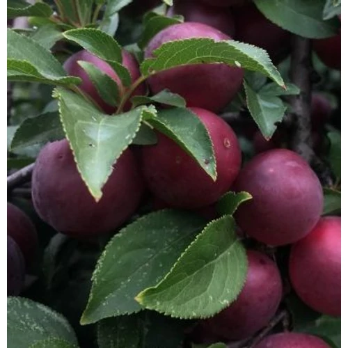 Prunus armeniaca 'Aprisali'