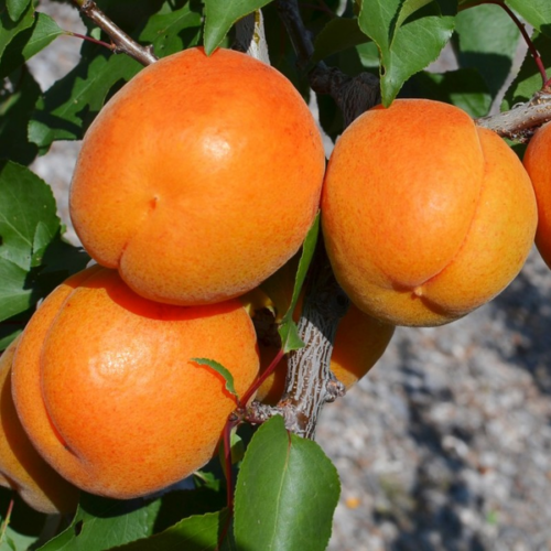Prunus armeniaca 'Compacta'