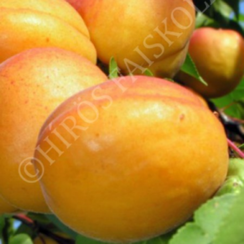Prunus armeniaca 'Ceglédi arany'