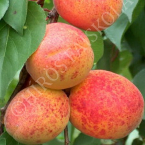 Prunus armeniaca 'Ceglédi bíbor'