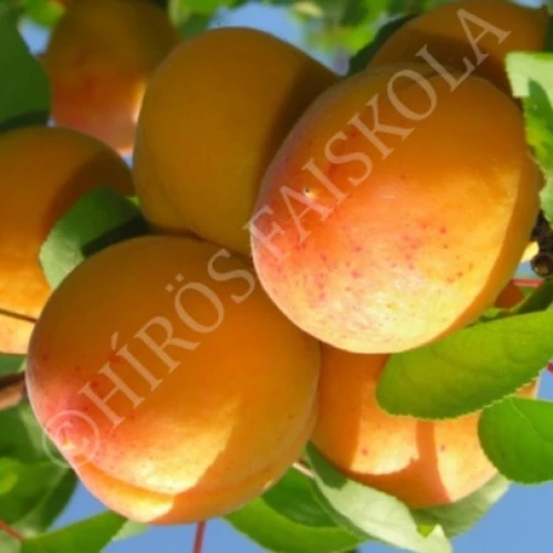 Prunus armeniaca 'Ceglédi óriás'