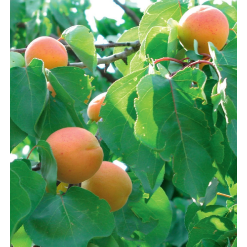 Prunus armeniaca 'Ceglédi zamatos'