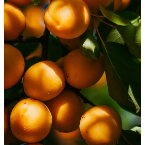 Prunus armeniaca 'Compacta'