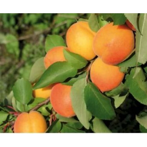 Prunus armeniaca 'Gönci magyar'