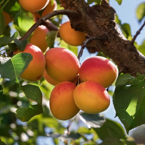 Prunus armeniaca 'Kuresia'