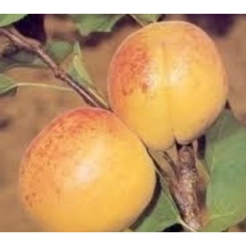 Prunus armeniaca 'Magyar kajszi C235'