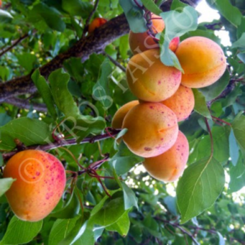 Prunus armeniaca 'Magyar kajszi C235'