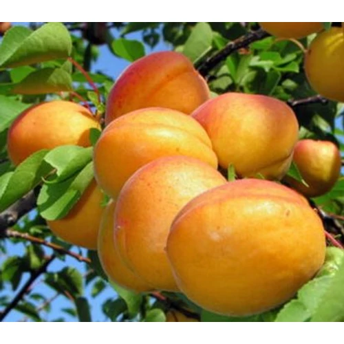 Prunus armeniaca 'Pannónia'