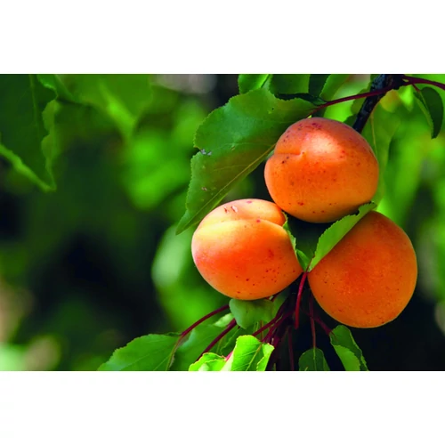 Prunus armeniaca 'Rózsakajszi'