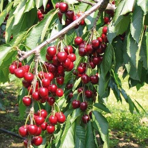 Prunus avium 'Stella'