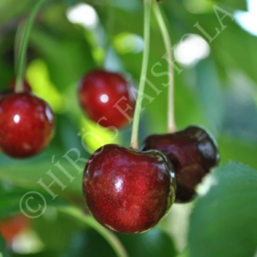 Prunus avium 'Alex'