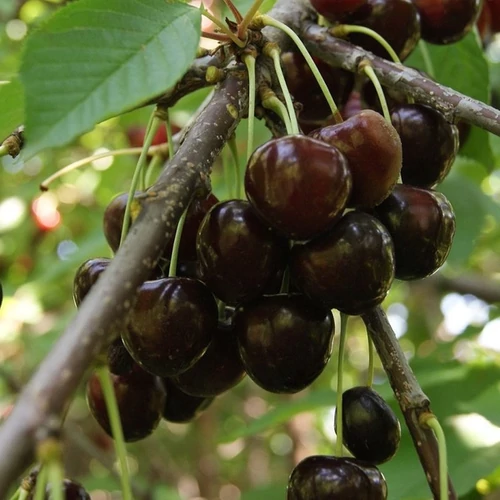 Prunus avium 'Bigarreau Burlat'