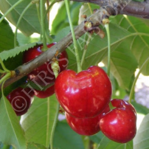 Prunus avium 'Germersdorfi 3'