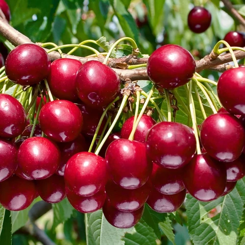 Prunus avium 'Hedelfingeni óriás'