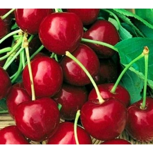 Prunus avium 'Katalin'