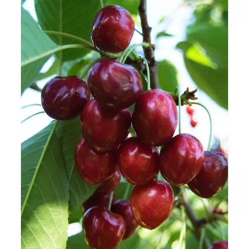 Prunus avium 'Linda'