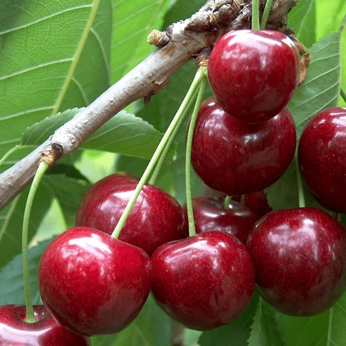 Prunus avium 'Sunburst'