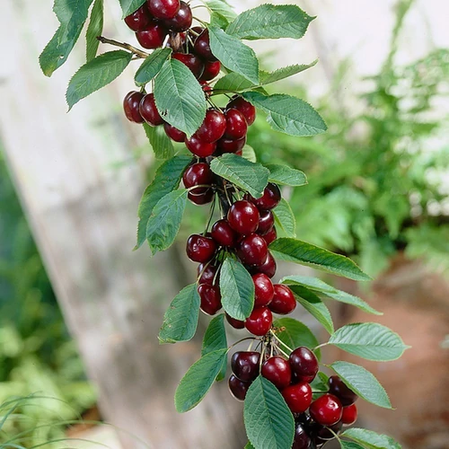 Prunus avium 'Sylvia'