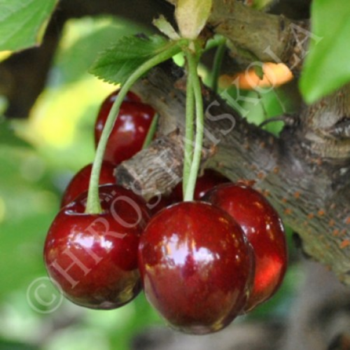 Prunus avium 'Szomolyai fekete'