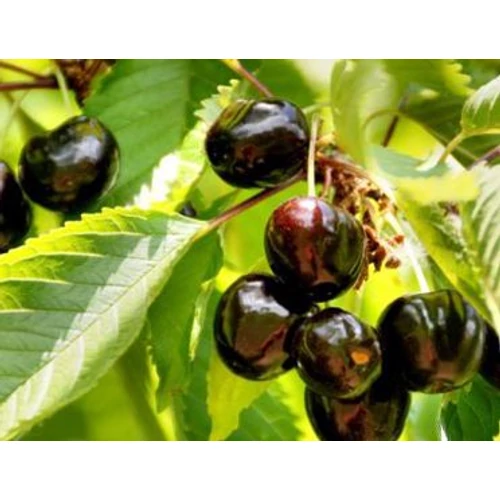 Prunus avium 'Szomolyai fekete'