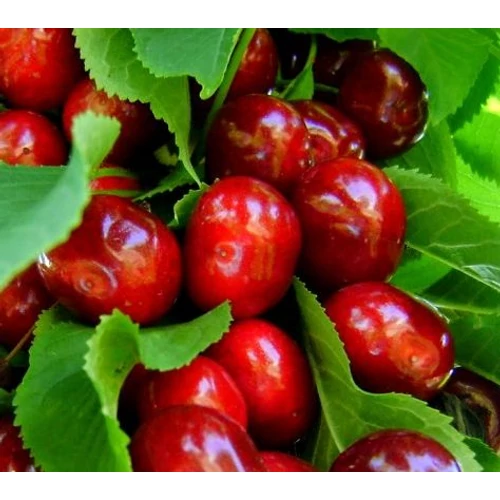 Prunus avium 'Valerij Cskalov'