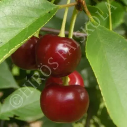 Prunus cerasus 'Cigánymeggy 7'