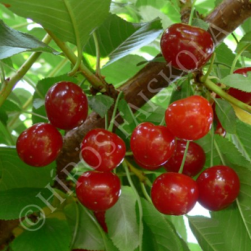 Prunus cerasus 'Debreceni bőtermő'