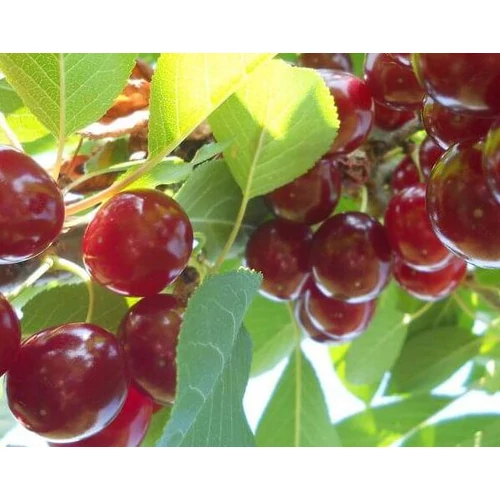 Prunus cerasus 'Érdi bőtermő'
