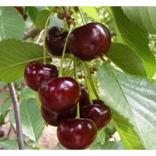 Prunus cerasus 'Érdi jubileum'