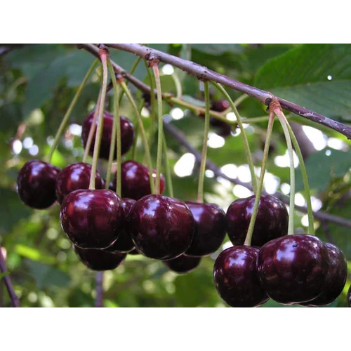 Prunus cerasus 'Feketics'