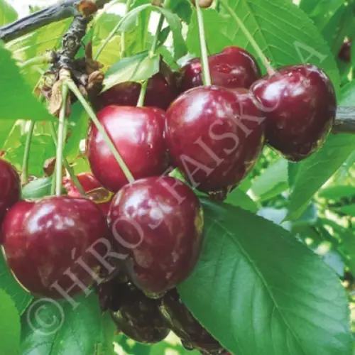 Prunus cerasus 'Lara'