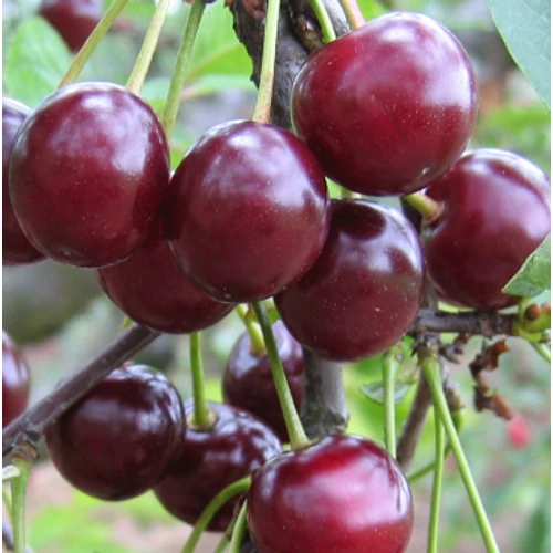 Prunus cerasus 'Piramis'