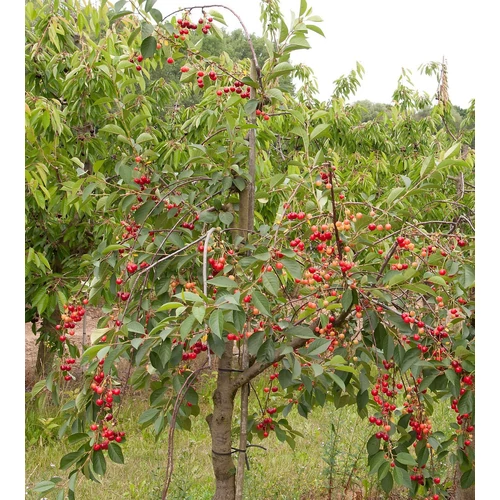Prunus cerasus 'Rheinische Schattenmorelle'