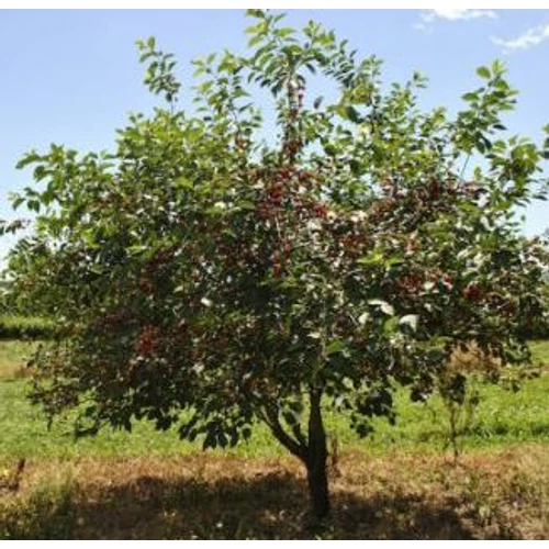 Prunus cerasus