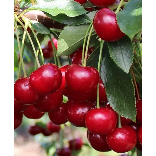Prunus cerasus 'Újfehértói fürtös'