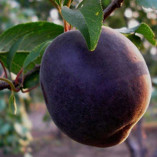 Prunus armeniaca 'Crna'