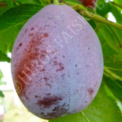 Prunus domestica 'Ageni'
