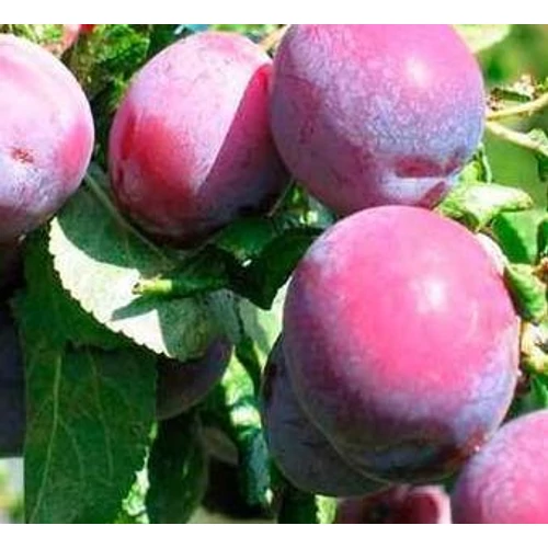 Prunus domestica 'Althann'