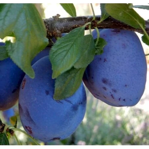 Prunus domestica 'Besztercei Nm122'