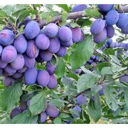 Prunus domestica 'Cacanska Rodna'
