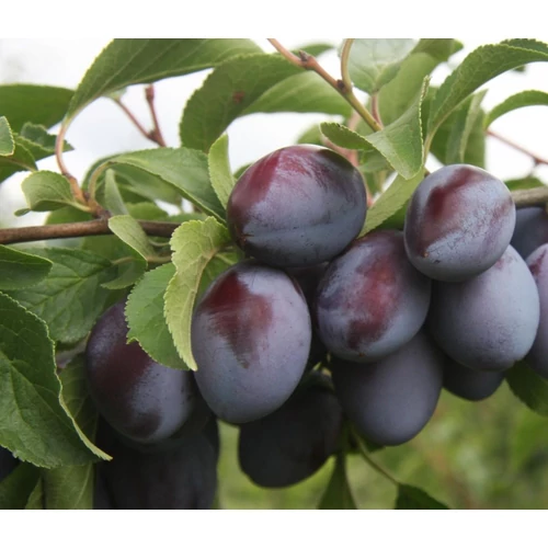 Prunus domestica 'Empress'