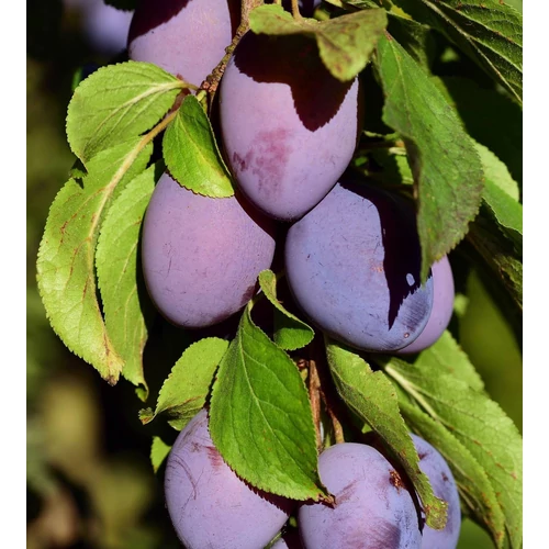 Prunus domestica 'Geisenheimer Top'